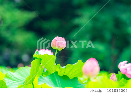【花素材】蓮の花【長野県】 101855005