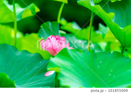 【花素材】蓮の花【長野県】 【花素材】蓮の花【長野県】 101855009