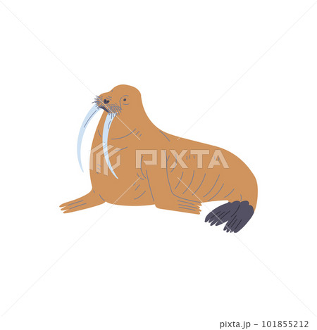 Brown walrus arctic animal flat style, vector illustration 101855212