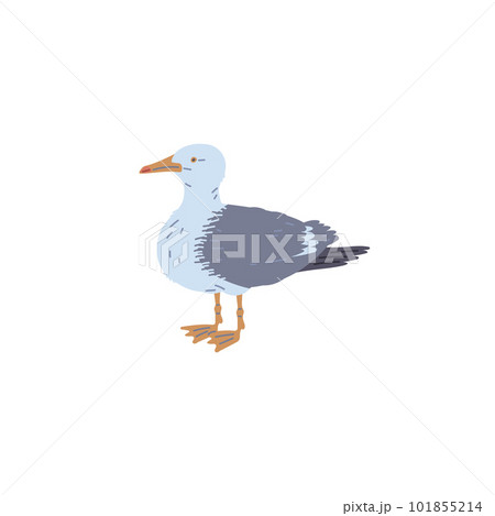 Common seagull or European herring gull bird, flat vector illustration isolated. 101855214
