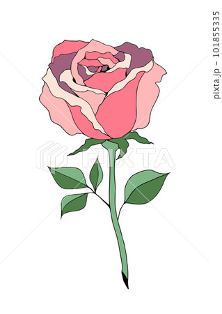 ピンクの薔薇一輪のイラストのイラスト素材 [101855335] - PIXTA