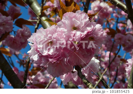 青空に映える桜・関山(カンザン)(関山桜) 青空に映える桜・関山(カンザン)(関山桜) 101855425