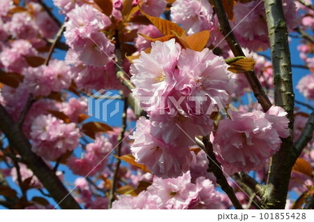 青空に映える桜・関山(カンザン)(関山桜) 青空に映える桜・関山(カンザン)(関山桜) 101855428