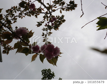 曇りの八重桜 曇りの八重桜 101855679