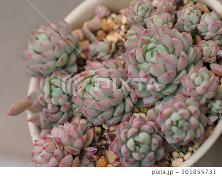 多肉植物ピンクローサの群生株の写真素材 [101855731] - PIXTA