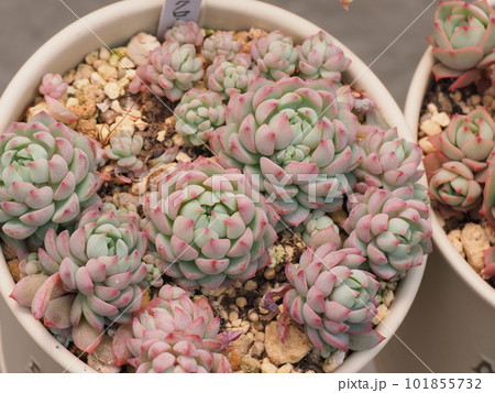 多肉植物ピンクローサの群生株の写真素材 [101855732] - PIXTA