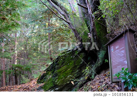 榧蒔石・高野参詣道・町石道(和歌山県・高野山)2 榧蒔石・高野参詣道・町石道(和歌山県・高野山)2 101856131