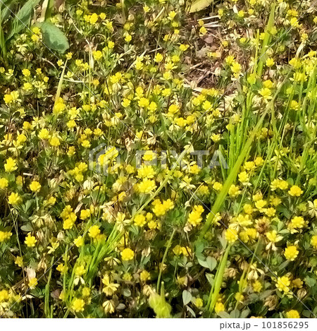 コメツブツメクサが咲く風景 101856295