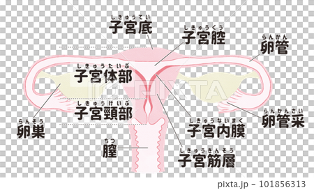 子宮のしくみと名称 日本語の図解イラストのイラスト素材 [101856313] - PIXTA