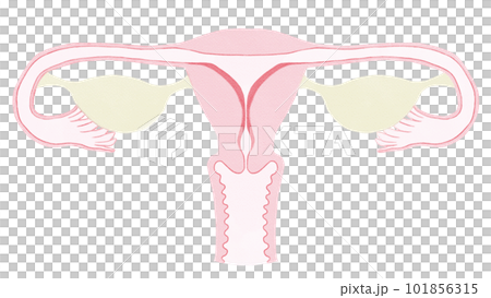 女性生殖器官の解剖図