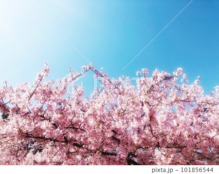 快晴の青空と満開のピンクの桜の風景 快晴の青空と満開のピンクの桜の風景 101856544