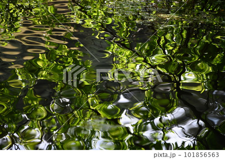 水辺の新緑 水辺の新緑 101856563