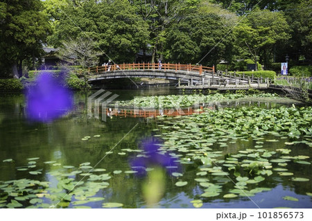早水神社 R5年あやめ 早水神社 R5年あやめ 101856573