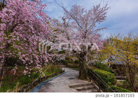 花の御寺、奈良長谷寺の伽藍と桜探訪。絶景満開の桜巡り 101857103