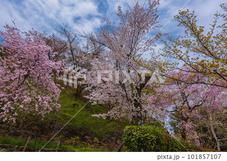 花の御寺、奈良長谷寺の伽藍と桜探訪。絶景満開の桜巡り 花の御寺、奈良長谷寺の伽藍と桜探訪。絶景満開の桜巡り 101857107
