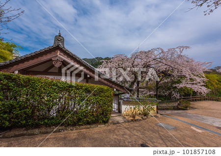 花の御寺、奈良長谷寺の伽藍と桜探訪。絶景満開の桜巡り 101857108
