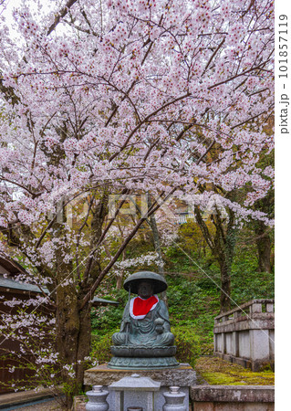 花の御寺、奈良長谷寺の伽藍と桜探訪。絶景満開の桜巡り 花の御寺、奈良長谷寺の伽藍と桜探訪。絶景満開の桜巡り 101857119