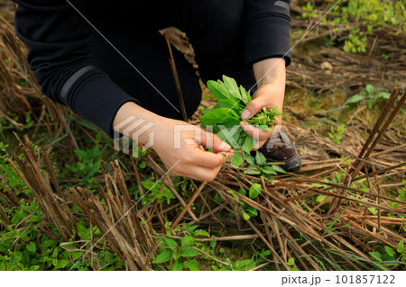 woman hand picking herb at garden woman hand picking herb at garden 101857122