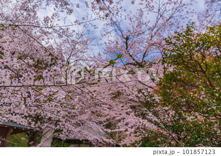 花の御寺、奈良長谷寺の伽藍と桜探訪。絶景満開の桜巡り 花の御寺、奈良長谷寺の伽藍と桜探訪。絶景満開の桜巡り 101857123