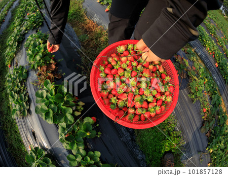 People picking strawberr in spring garden 101857128