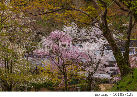 花の御寺、奈良長谷寺の伽藍と桜探訪。絶景満開の桜巡り 101857129