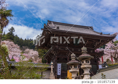 花の御寺、奈良長谷寺の伽藍と桜探訪。絶景満開の桜巡り 101857139