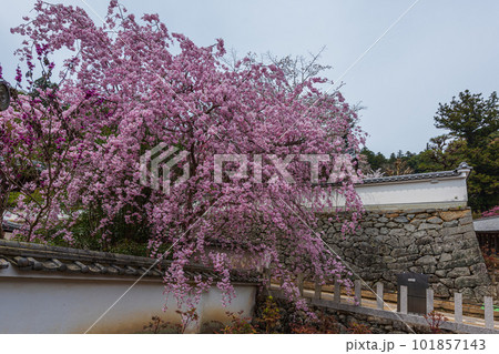 花の御寺、奈良長谷寺の伽藍と桜探訪。絶景満開の桜巡り 101857143