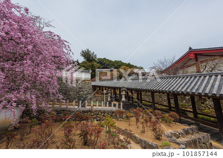 花の御寺、奈良長谷寺の伽藍と桜探訪。絶景満開の桜巡り 101857144