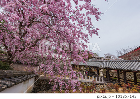 花の御寺、奈良長谷寺の伽藍と桜探訪。絶景満開の桜巡り 101857145