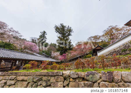 花の御寺、奈良長谷寺の伽藍と桜探訪。絶景満開の桜巡り 101857148