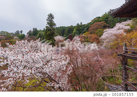 花の御寺、奈良長谷寺の伽藍と桜探訪。絶景満開の桜巡り 101857155