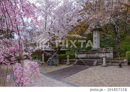 花の御寺、奈良長谷寺の伽藍と桜探訪。絶景満開の桜巡り 花の御寺、奈良長谷寺の伽藍と桜探訪。絶景満開の桜巡り 101857158