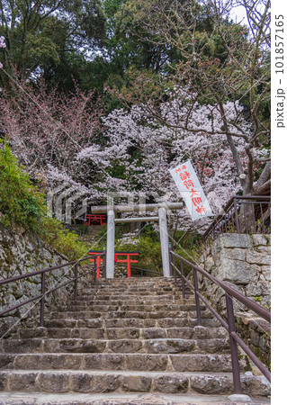 花の御寺、奈良長谷寺の伽藍と桜探訪。絶景満開の桜巡り 101857165