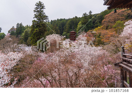 花の御寺、奈良長谷寺の伽藍と桜探訪。絶景満開の桜巡り 101857168