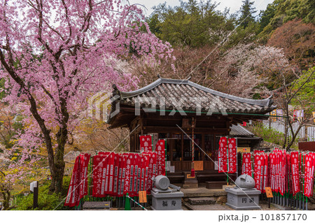 花の御寺、奈良長谷寺の伽藍と桜探訪。絶景満開の桜巡り 101857170