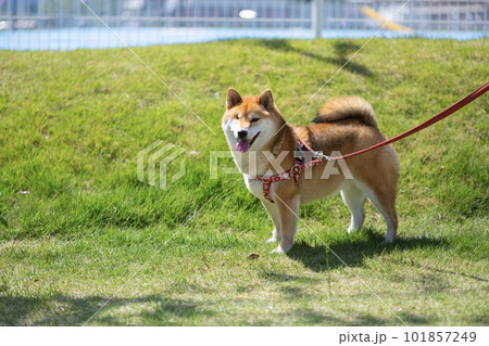 公園で散歩する片目の柴犬 公園で散歩する片目の柴犬 101857249