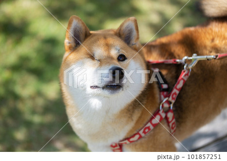 公園で散歩する片目の柴犬 101857251