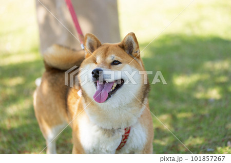 公園を散歩する右目のない柴犬 101857267