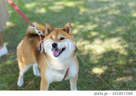 公園を散歩する右目のない柴犬 公園を散歩する右目のない柴犬 101857269
