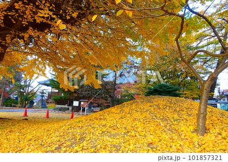 イチョウ 銀杏 紅葉 黄葉 専称寺 イチョウ 銀杏 紅葉 黄葉 専称寺 101857321