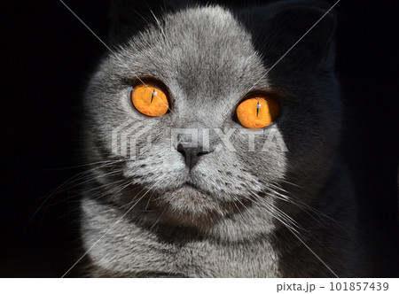 Scottish fold cat. 101857439