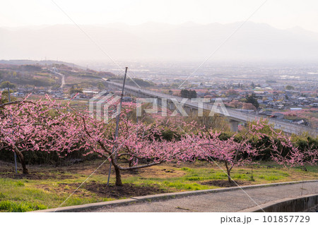 《山梨県》満開の桃の花・桃源郷の甲府盆地 《山梨県》満開の桃の花・桃源郷の甲府盆地 101857729