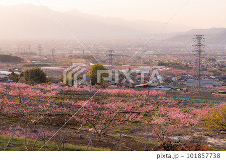 《山梨県》満開の桃の花・桃源郷の甲府盆地 101857738
