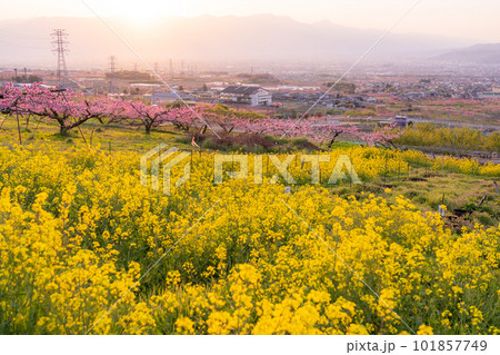 《山梨県》満開の桃の花と菜の花・桃源郷の甲府盆地 101857749