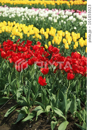 三色のチューリップ畑 101858023