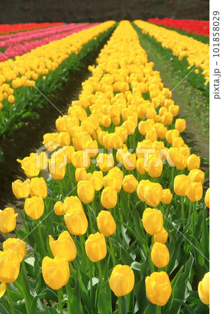 黄色いチューリップ（ストロングゴールド）の畑 101858029