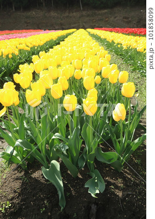 黄色いチューリップ（ストロングゴールド）の畑 101858099