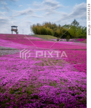 栃木県芳賀郡市貝町　市貝町芝ざくら公園 101858119