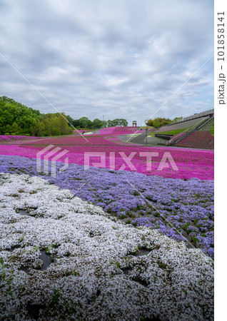 栃木県芳賀郡市貝町　市貝町芝ざくら公園 101858141