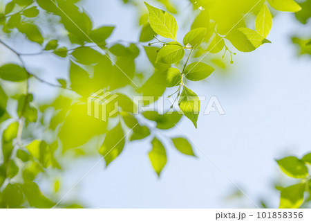 瑞々しい新緑と爽やかなコピースペース 101858356